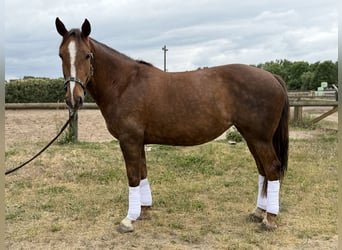 Irish Sport Horse, Mare, 8 years, 16.1 hh, Chestnut