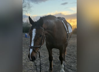 Irish Sport Horse, Mare, 8 years, 16.1 hh, Chestnut