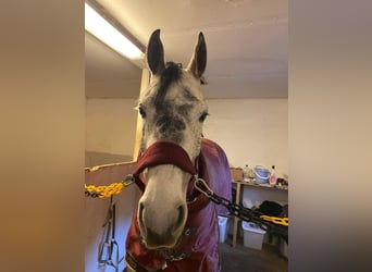 Irish Sport Horse, Mare, 8 years, 16.1 hh, Gray-Dapple