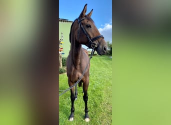 Irish Sport Horse, Stute, 8 Jahre, 16,2 hh, Brauner