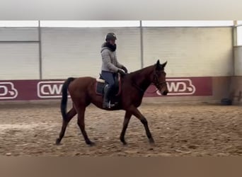 Irish Sport Horse, Mare, 8 years, 16,2 hh, Brown