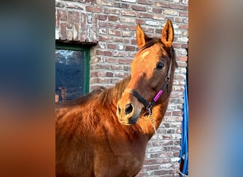 Irish Sport Horse, Mare, 8 years, 16,2 hh, Brown