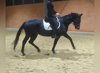 Irish Sport Horse, Mare, 8 years, 16 hh, Black