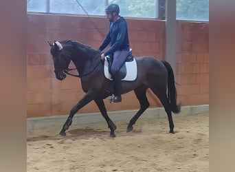 Irish Sport Horse, Mare, 8 years, 16 hh, Brown