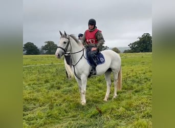 Irish Sport Horse, Mare, 8 years, 16 hh, Grey