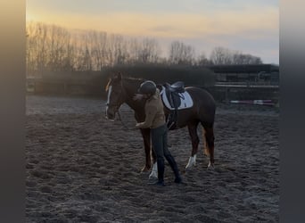 Irish Sport Horse, Mare, 8 years, 16,1 hh, Chestnut