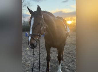 Irish Sport Horse, Mare, 8 years, 16,1 hh, Chestnut
