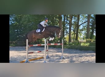 Irish Sport Horse, Mare, 8 years, 17 hh, Smoky-Black