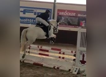 Irish Sport Horse, Mare, 9 years, 14.1 hh, Gray