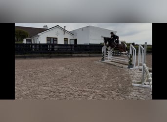 Irish Sport Horse, Mare, 9 years, 14.2 hh, Tovero-all-colors