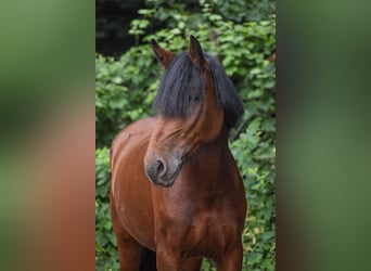 Irish Sport Horse, Mare, 9 years, 14,1 hh, Brown