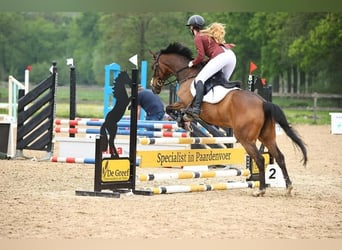 Irish Sport Horse, Mare, 9 years, 15.1 hh, Brown