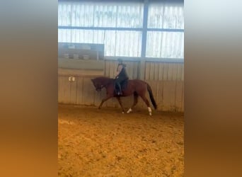 Irish Sport Horse, Mare, 9 years, 15.1 hh, Chestnut-Red