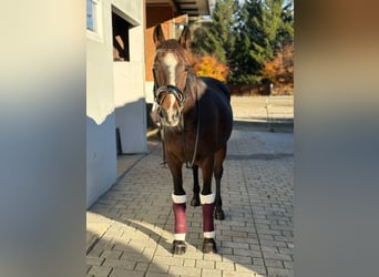 Irish Sport Horse, Mare, 9 years, 15.2 hh, Bay-Dark