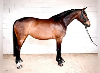 Irish Sport Horse, Mare, 9 years, 15.2 hh, Bay