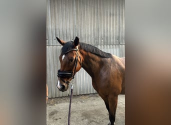 Irish Sport Horse, Mare, 9 years, 15.2 hh, Brown