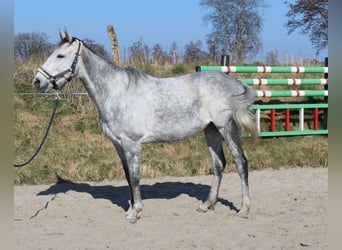 Irish Sport Horse, Mare, 9 years, 15,2 hh, Gray-Dapple