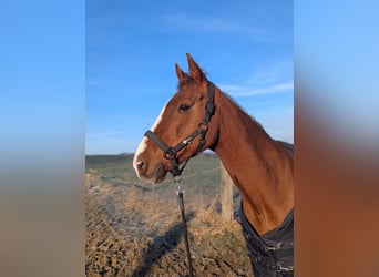 Irish Sport Horse, Mare, 9 years, 15,1 hh, Chestnut-Red