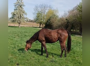 Irish Sport Horse, Mare, 9 years, 16.1 hh, Brown