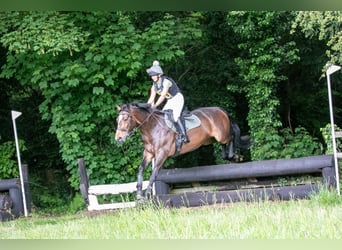 Irish Sport Horse, Mare, 9 years, 16 hh, Bay