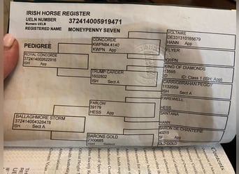 Irish Sport Horse, Mare, 9 years, 16 hh, Bay