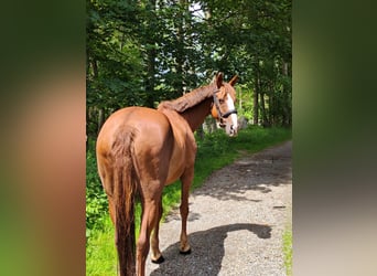 Irish Sport Horse, Mare, 9 years, 16 hh, Chestnut-Red