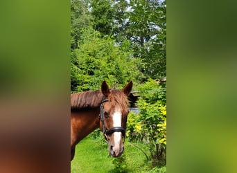 Irish Sport Horse, Mare, 9 years, 16 hh, Chestnut-Red