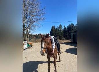 Irish Sport Horse, Mare, 9 years, 16 hh, Chestnut-Red
