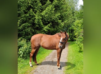 Irish Sport Horse, Mare, 9 years, 16 hh, Chestnut-Red