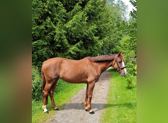 Irish Sport Horse, Mare, 9 years, 16 hh, Chestnut-Red