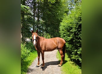 Irish Sport Horse, Mare, 9 years, 16 hh, Chestnut-Red