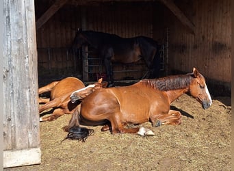 Irish Sport Horse, Mare, 9 years, 16 hh, Chestnut-Red