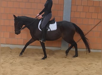 Irish Sport Horse, Mare, 9 years, 16,1 hh, Smoky-Black