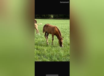 Irish Sport Horse, Mare, Foal (06/2025), 16.1 hh, Chestnut