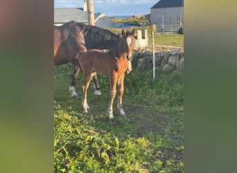 Irish Sport Horse, Mare, Foal (01/2026), Bay