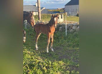 Irish Sport Horse, Mare, Foal (01/2026), Bay