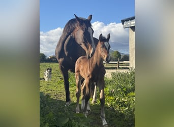 Irish Sport Horse, Mare, Foal (01/2026), Bay