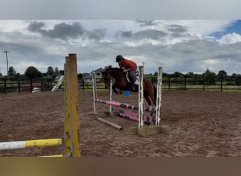 Irish sport horse, Merrie, 10 Jaar, 128 cm, Roodbruin