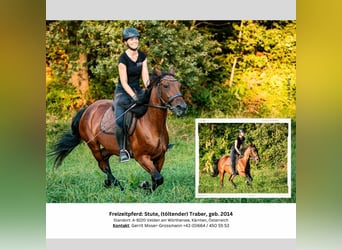 Irish sport horse, Merrie, 10 Jaar, 153 cm, Bruin