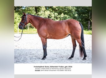 Irish sport horse, Merrie, 10 Jaar, 153 cm, Bruin