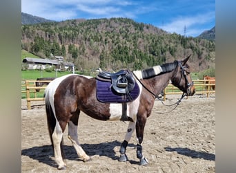 Irish sport horse, Merrie, 10 Jaar, 160 cm, Gevlekt-paard