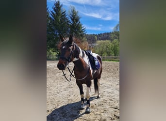 Irish sport horse, Merrie, 10 Jaar, 160 cm, Gevlekt-paard
