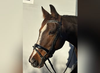 Irish sport horse, Merrie, 10 Jaar, 160 cm