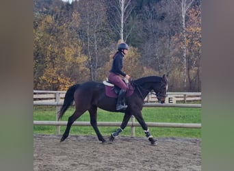Irish sport horse, Merrie, 10 Jaar, 160 cm
