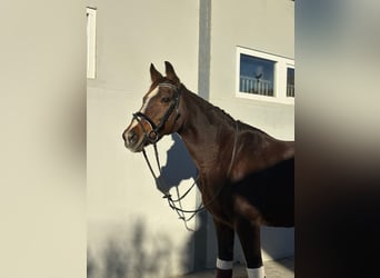 Irish sport horse, Merrie, 10 Jaar, 160 cm