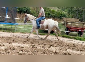 Irish sport horse, Merrie, 10 Jaar, 165 cm, Gevlekt-paard