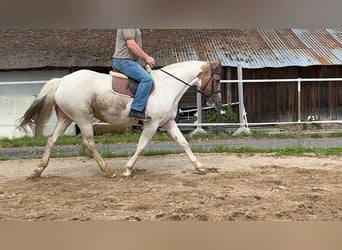 Irish sport horse, Merrie, 10 Jaar, 165 cm, Gevlekt-paard
