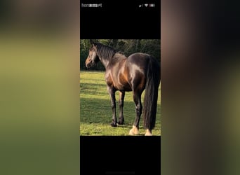 Irish sport horse, Merrie, 10 Jaar, Donkerbruin