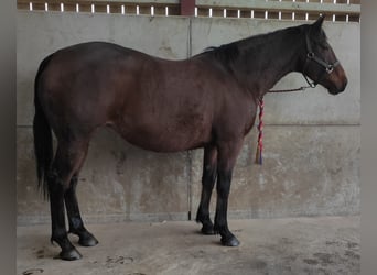 Irish sport horse, Merrie, 10 Jaar, Roodbruin