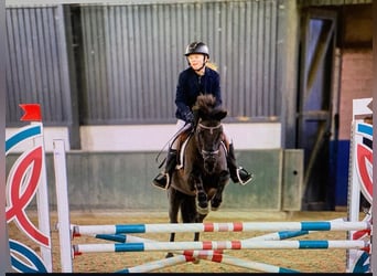 Irish sport horse, Merrie, 11 Jaar, 141 cm, Zwart